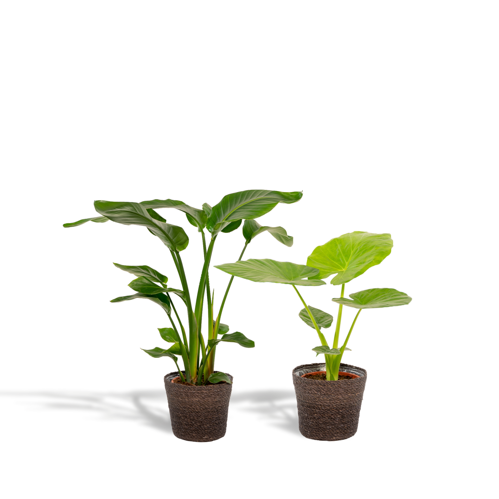 Twee kamerplanten: een Strelitzia en een Colocasia in rieten manden