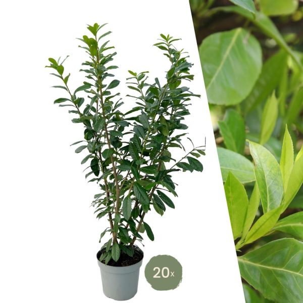 Grote Laurierkers Novita ↨125cm-ø15cm