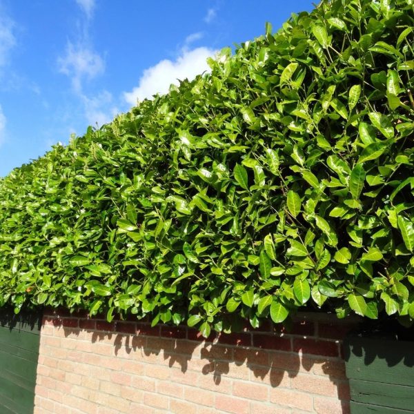 Grote Laurierkers Novita ↨125cm-ø15cm - Afbeelding 2