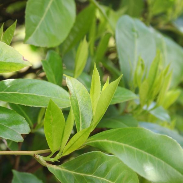 Grote Laurierkers Novita ↨125cm-ø15cm - Afbeelding 3