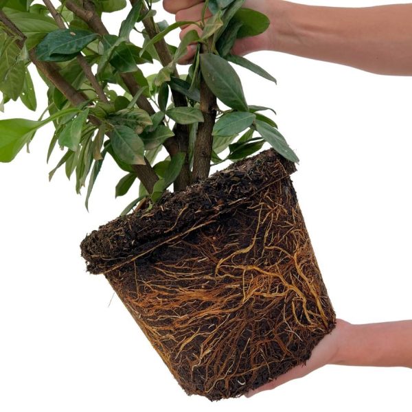 Grote Laurierkers Novita ↨125cm-ø15cm - Afbeelding 4