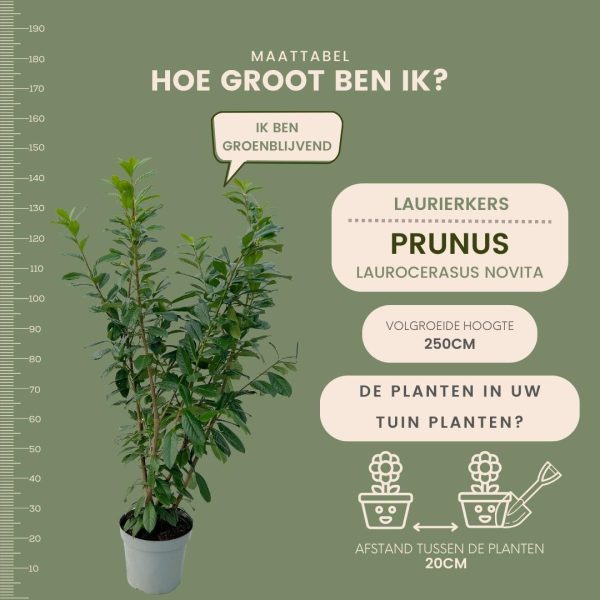 Grote Laurierkers Novita ↨125cm-ø15cm - Afbeelding 5
