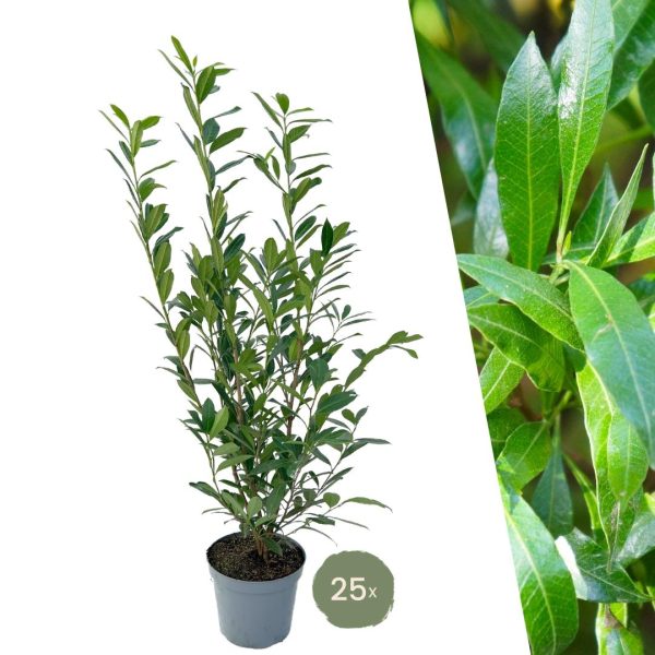 Grote Laurierkers Caucasica ↨100cm-ø12cm