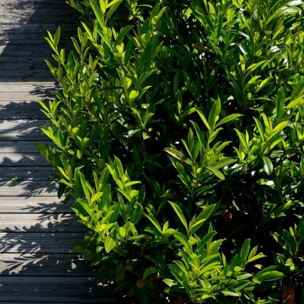 Grote Laurierkers Caucasica ↨100cm-ø12cm - Afbeelding 2