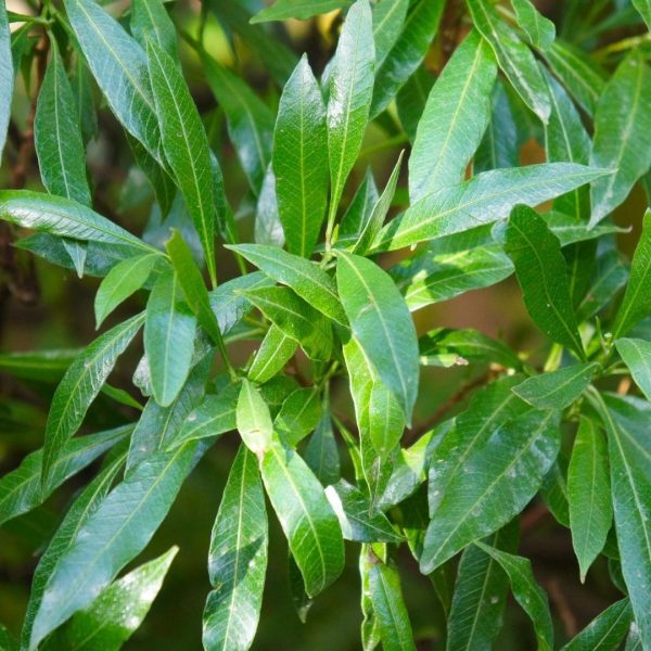 Grote Laurierkers Caucasica ↨100cm-ø12cm - Afbeelding 3