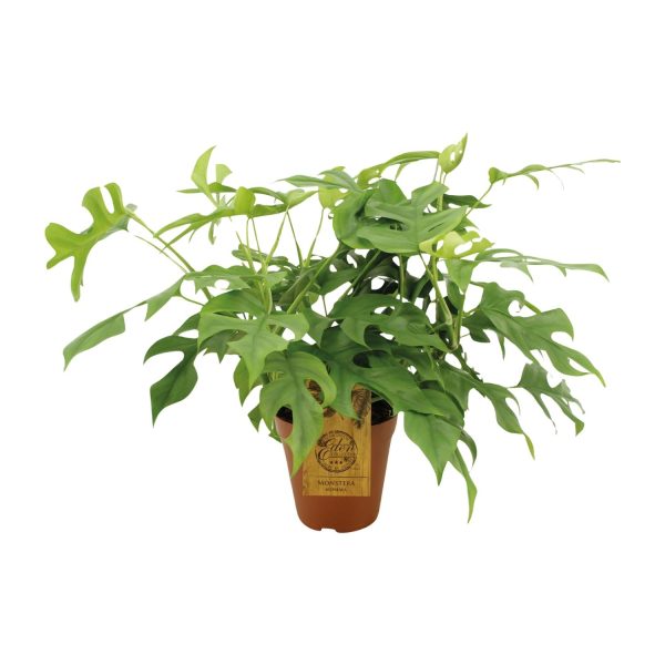 Monstera Minima ↨25cm-ø15cm