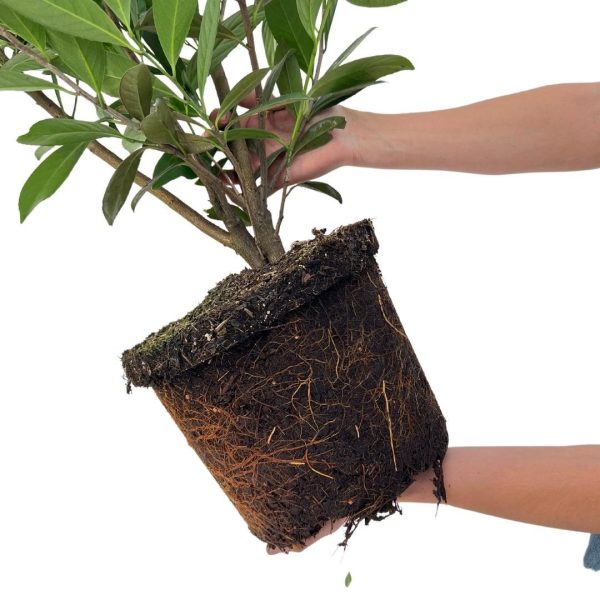 Grote Laurierkers Caucasica ↨100cm-ø12cm - Afbeelding 4