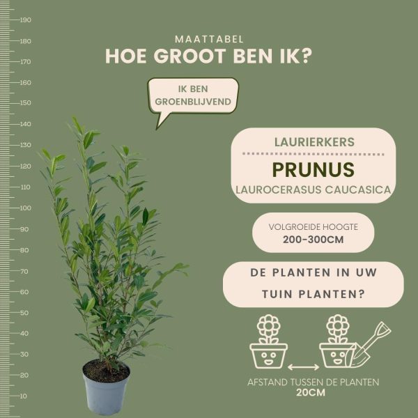 Grote Laurierkers Caucasica ↨100cm-ø12cm - Afbeelding 5