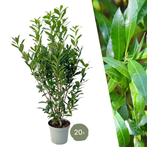 Laurierkers Caucasica ↨125cm-ø15cm