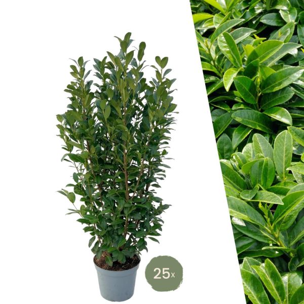 Laurierplant Obelisk ↨100cm-ø25cm