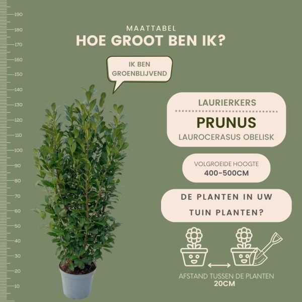 Laurierplant Obelisk ↨100cm-ø25cm - Afbeelding 5