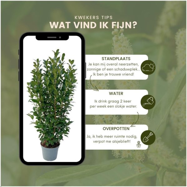 Laurierplant Obelisk ↨100cm-ø25cm - Afbeelding 6