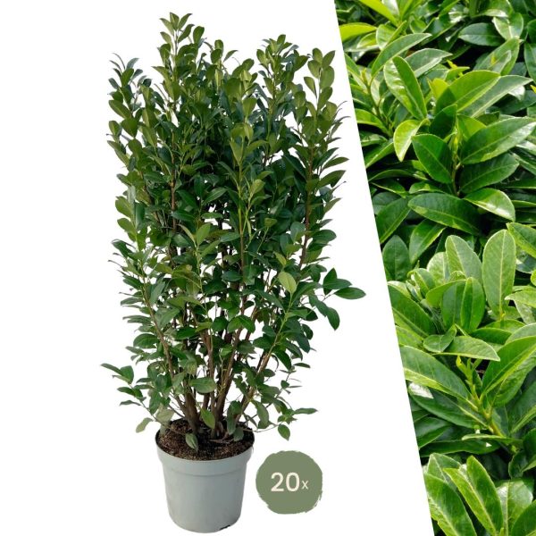 Laurierplant Obelisk ↨125cm-ø20cm