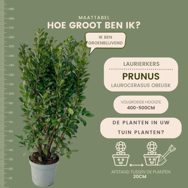 Laurierplant Obelisk ↨125cm-ø20cm - Afbeelding 5