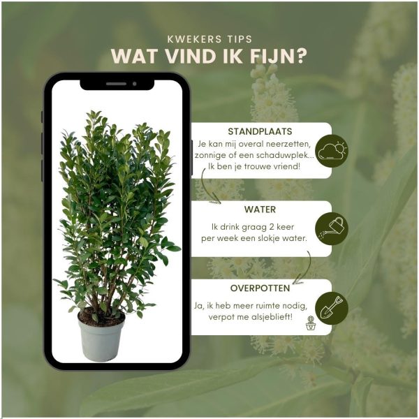 Laurierplant Obelisk ↨125cm-ø20cm - Afbeelding 6
