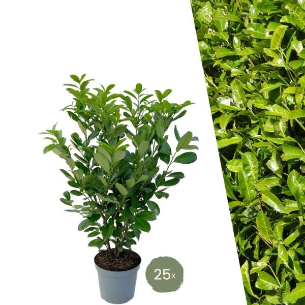 Grote Laurierkers Rotundifolia ↨100cm-ø12cm