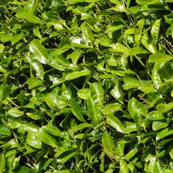 Grote Laurierkers Rotundifolia ↨100cm-ø12cm - Afbeelding 3