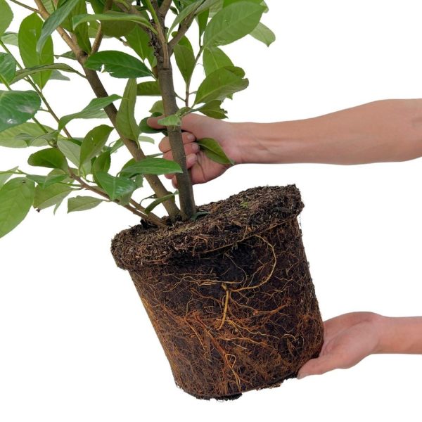 Grote Laurierkers Rotundifolia ↨100cm-ø12cm - Afbeelding 4