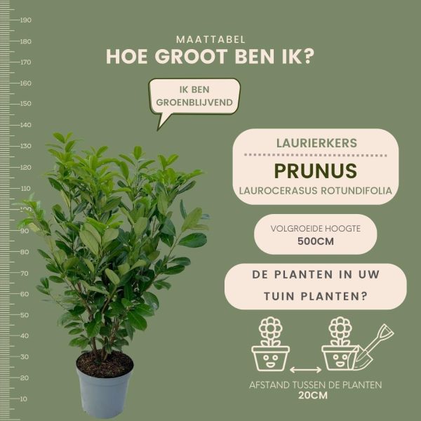 Grote Laurierkers Rotundifolia ↨100cm-ø12cm - Afbeelding 5