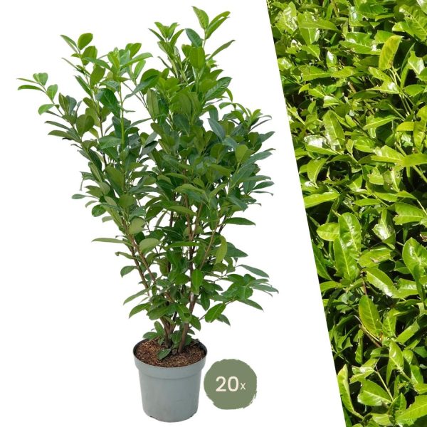 Grote Laurierkers Rotundifolia ↨125cm-ø15cm