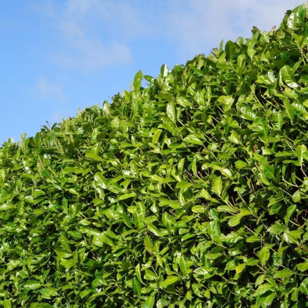 Grote Laurierkers Rotundifolia ↨125cm-ø15cm - Afbeelding 2