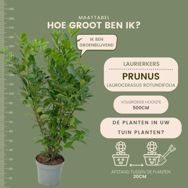 Grote Laurierkers Rotundifolia ↨125cm-ø15cm - Afbeelding 5