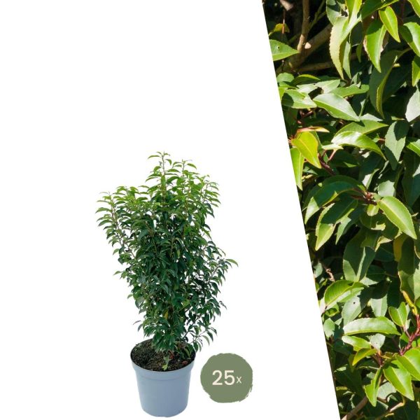 Grote Portugese Laurierkers ↨90cm-ø12cm