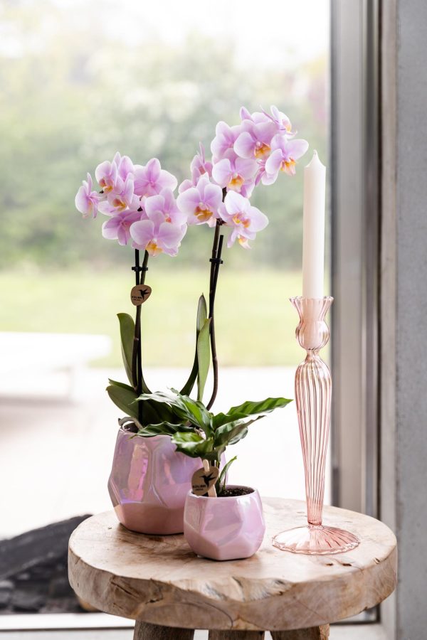 Roze phalaenopsis orchidee - Andorra - Ø9cm - Afbeelding 4