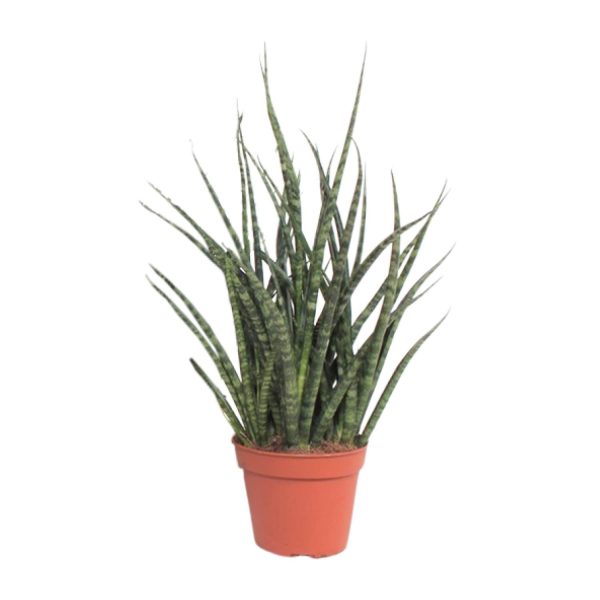 Sansevieria Fernwood Punk ↨30cm-ø12cm