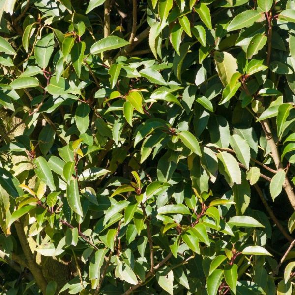 Grote Portugese Laurierkers ↨90cm-ø12cm - Afbeelding 2