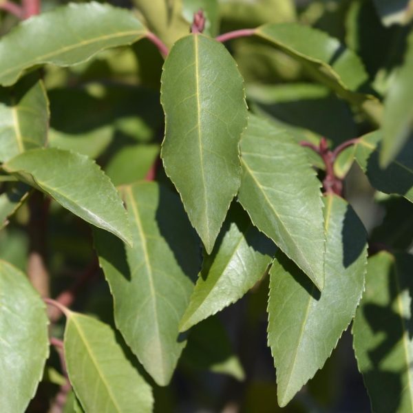Grote Portugese Laurierkers ↨90cm-ø12cm - Afbeelding 3