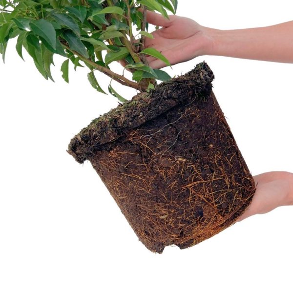 Grote Portugese Laurierkers ↨90cm-ø12cm - Afbeelding 4