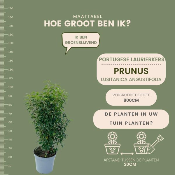 Grote Portugese Laurierkers ↨90cm-ø12cm - Afbeelding 5