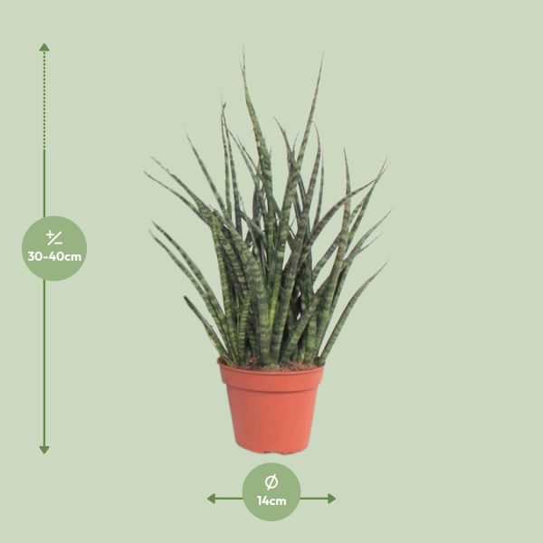 Sansevieria Fernwood Punk ↨30cm-ø12cm - Afbeelding 2