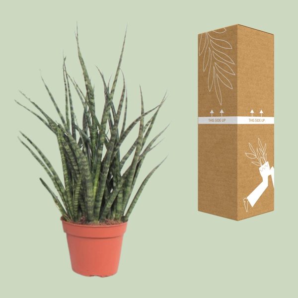 Sansevieria Fernwood Punk ↨30cm-ø12cm - Afbeelding 3