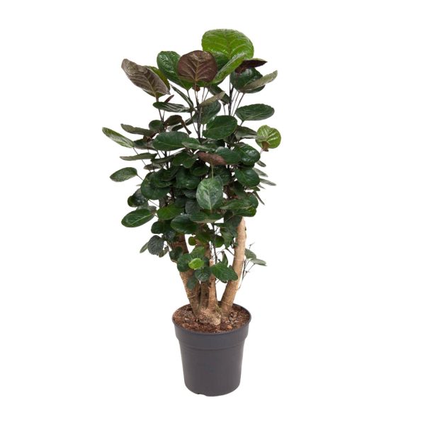 Polyscias Fabian ↨90cm-ø24cm