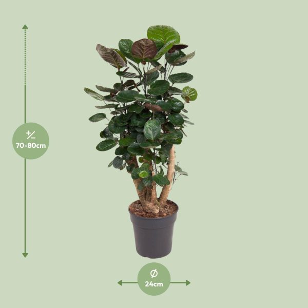 Polyscias Fabian ↨90cm-ø24cm - Afbeelding 2
