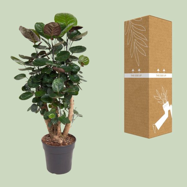 Polyscias Fabian ↨90cm-ø24cm - Afbeelding 3