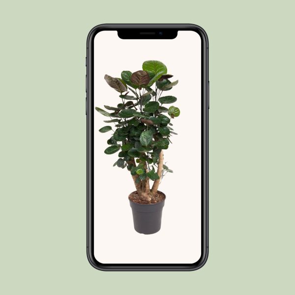 Polyscias Fabian ↨90cm-ø24cm - Afbeelding 4