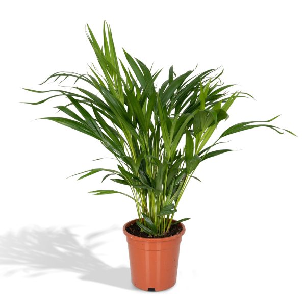 Weelderige Parlor palm (Chamaedorea elegans) in een sierpot, perfect voor binnen.