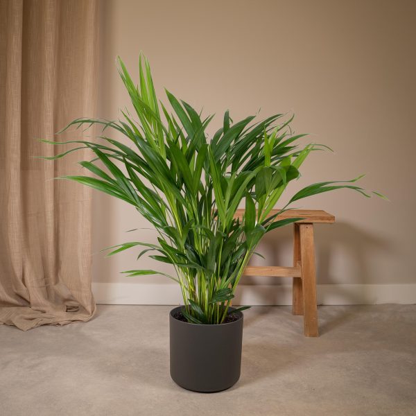 Weelderige Kentia palm (Howea forsteriana) in zwarte sierpot