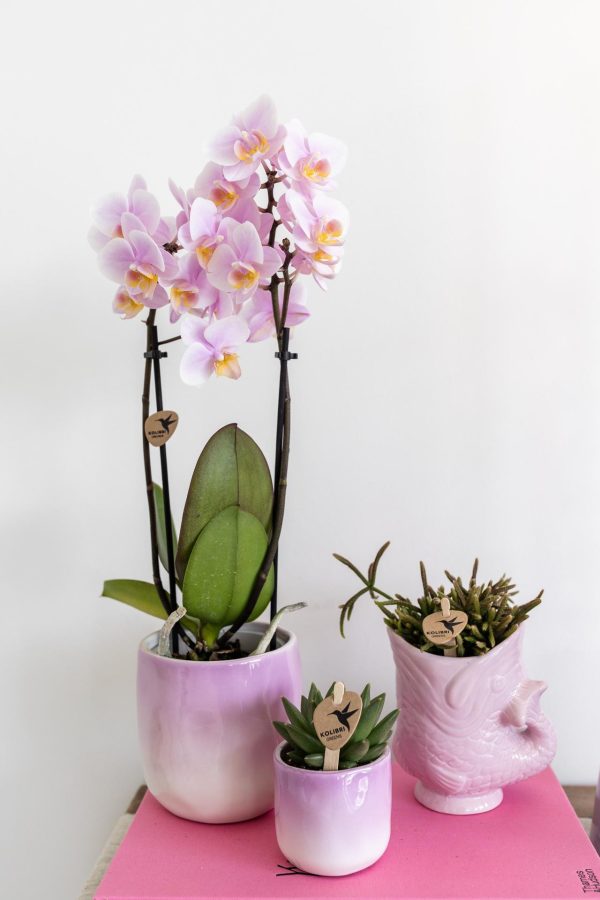 Roze phalaenopsis orchidee - Andorra - Ø9cm - Afbeelding 5