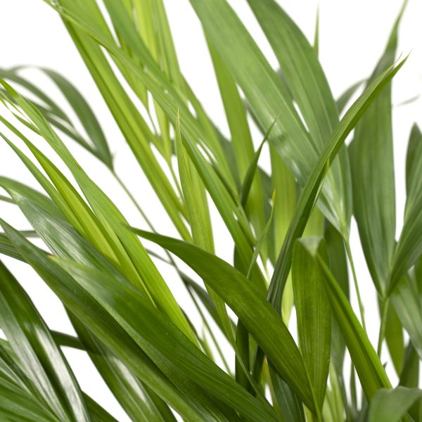 Chamaedorea elegans kamerpalm met fijne, lanceolate groene bladjes