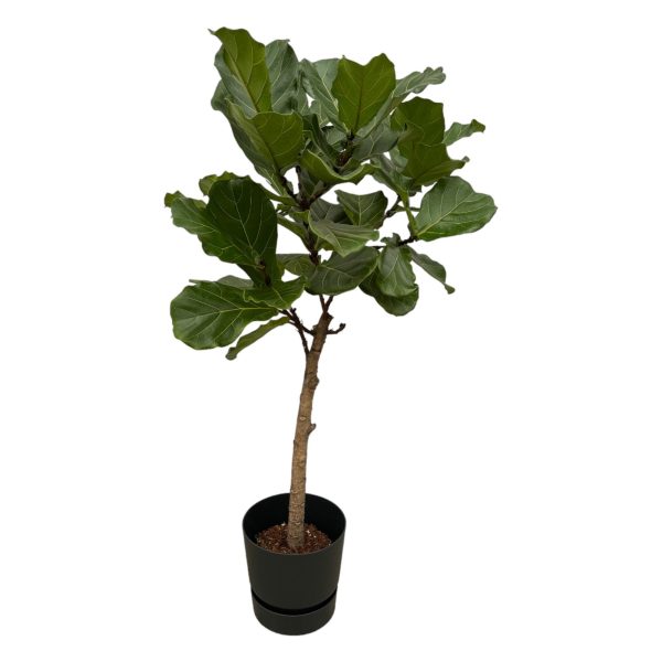 Ficus lyrata vioolbladplant met opvallende glanzende bladeren in pot