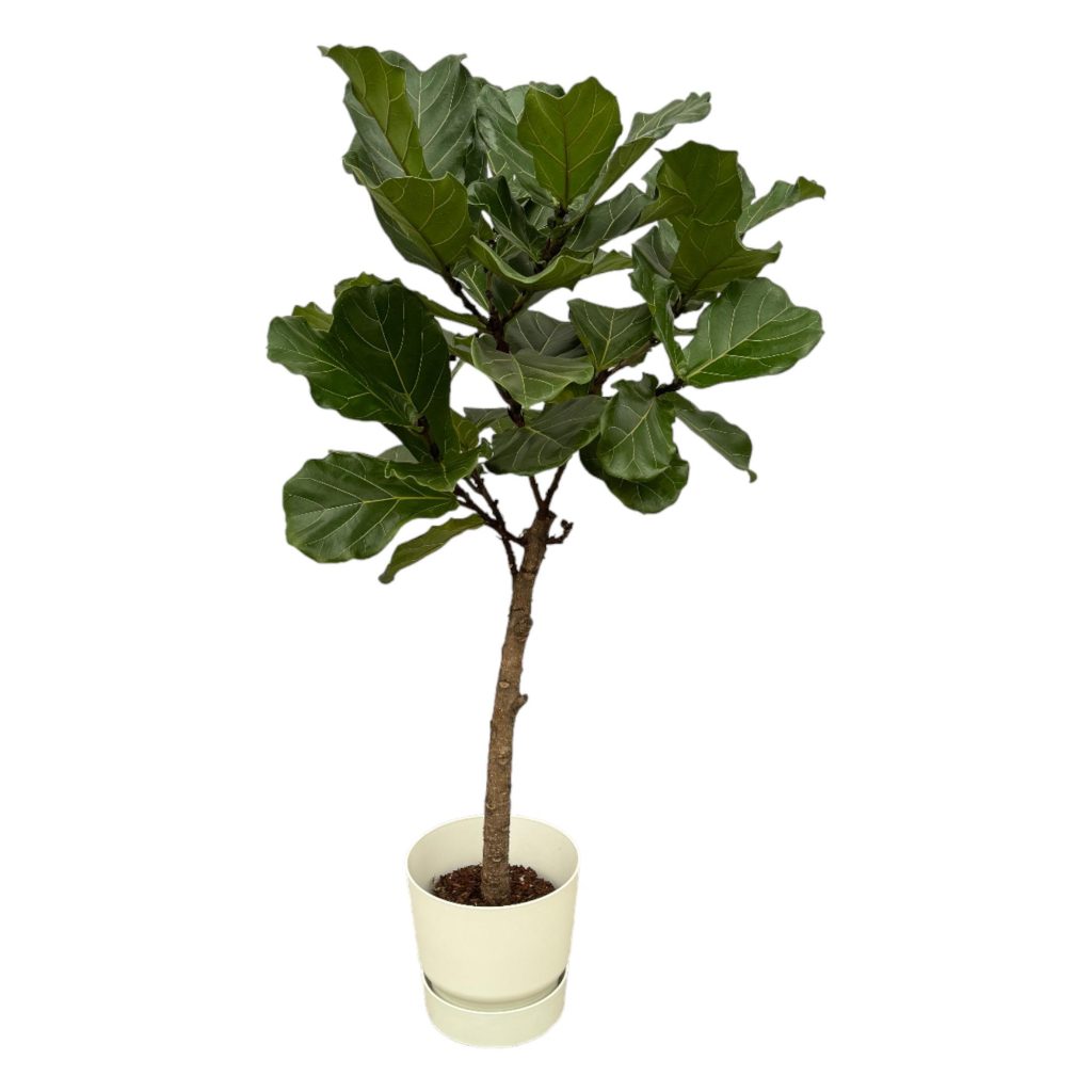 Ficus lyrata (vioolbladplant) met grote fluwelen bladeren in crème pot