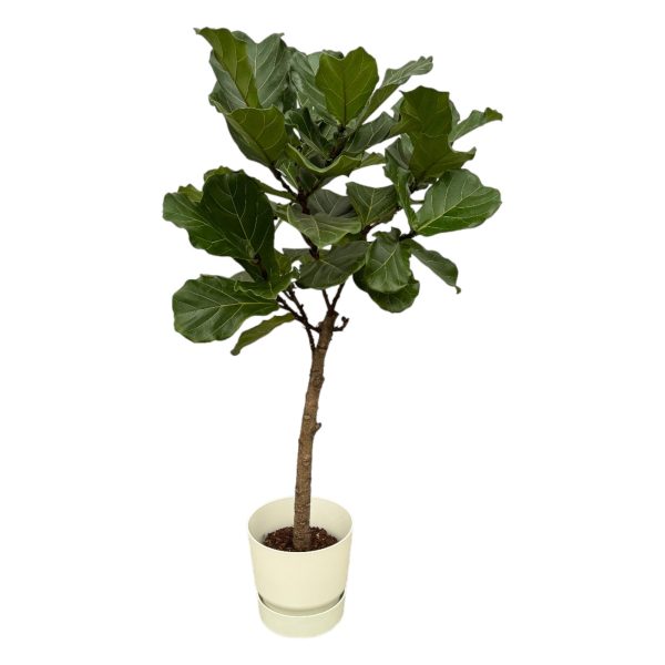 Ficus lyrata (vioolbladplant) met grote fluwelen bladeren in crème pot