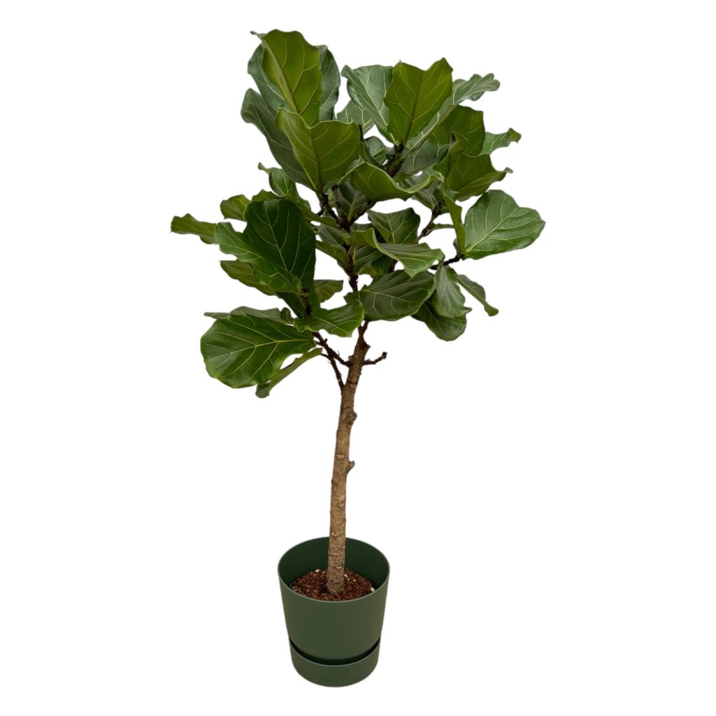 Ficus lyrata met grote, glanzende, vioolvormige bladeren in pot.
