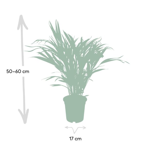 Chamaedorea elegans parlor palm in pot 17 cm, hoogte 50–60 cm