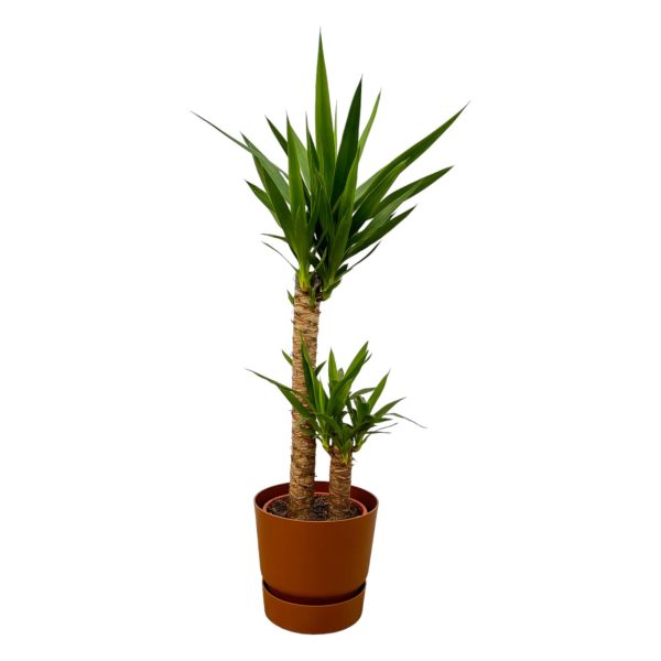 Twee stengelige Yucca palm in pot voor een frisgroene blikvanger