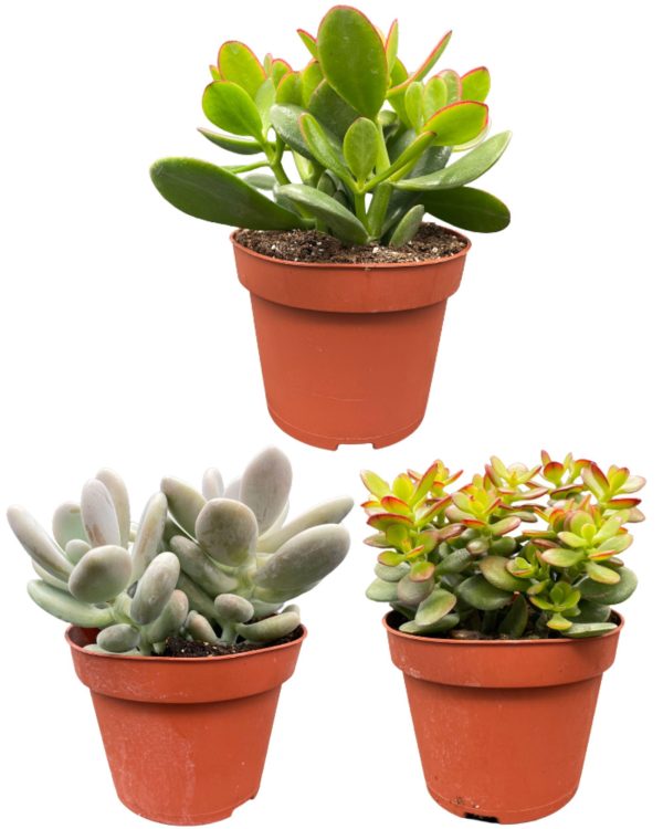 Drie vetplanten (Crassula ovata en Pachyveria) in terracotta potten